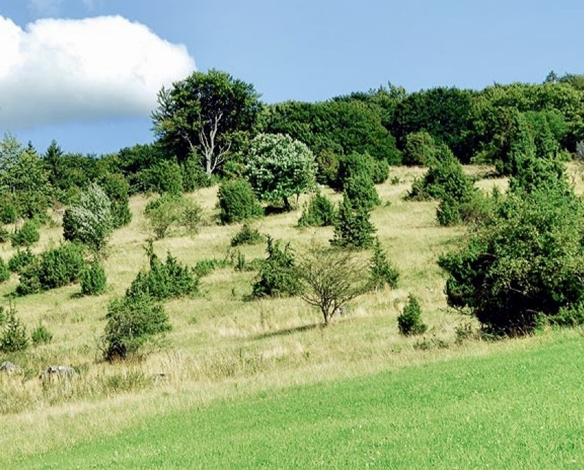 Naturschutzgebiet Greuthau